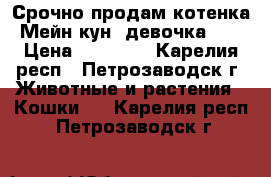 Срочно продам котенка Мейн кун (девочка).  › Цена ­ 20 000 - Карелия респ., Петрозаводск г. Животные и растения » Кошки   . Карелия респ.,Петрозаводск г.